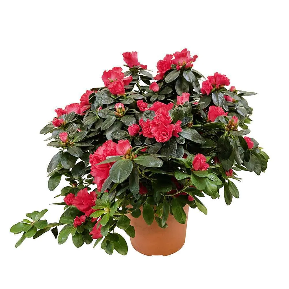 Azalée d'intérieur : plante en pot - Coloris variables