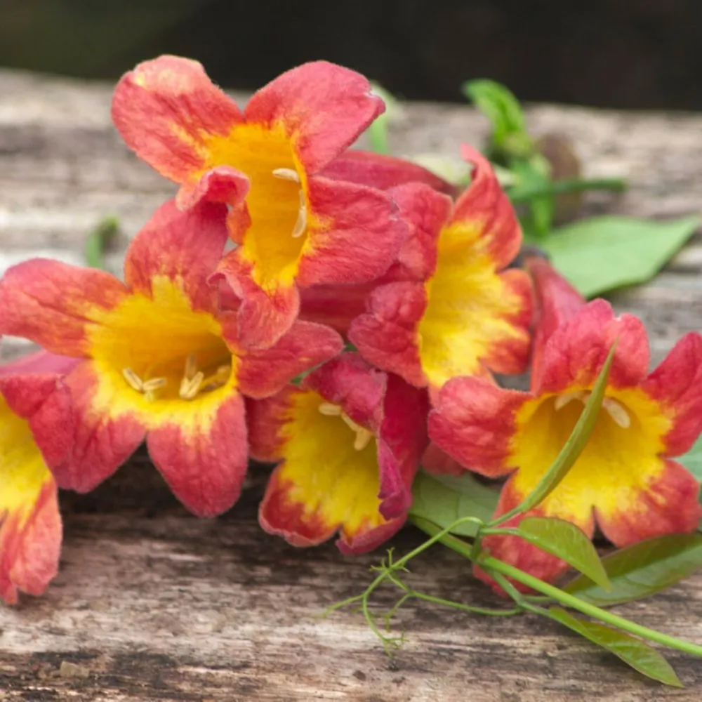 Bignone capreolata tangerine beauty/[-]godet - 5/20 cm