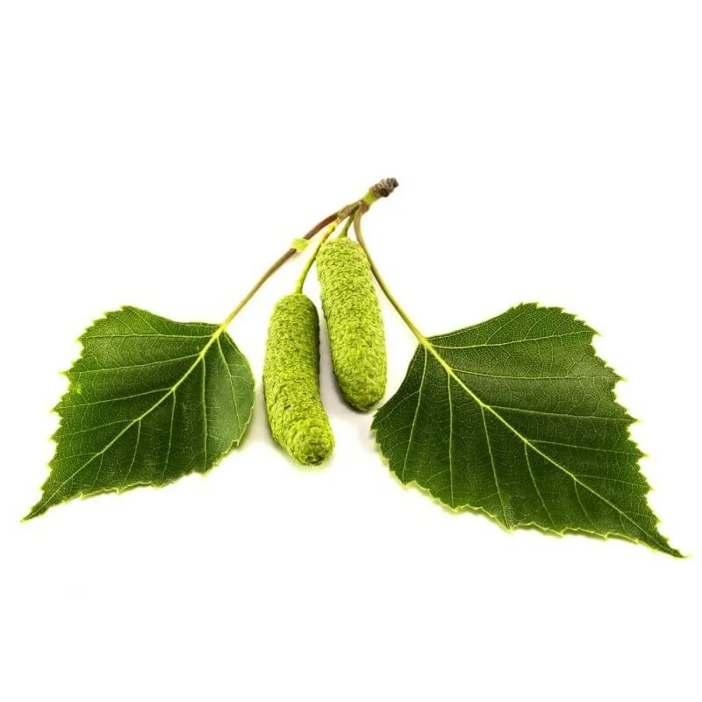 Bouleau verruqueux (betula pendula) - godet - taille 20/40cm
